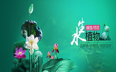 鲜花  水草 花卉
