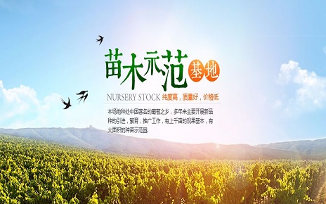树木 树苗 农林